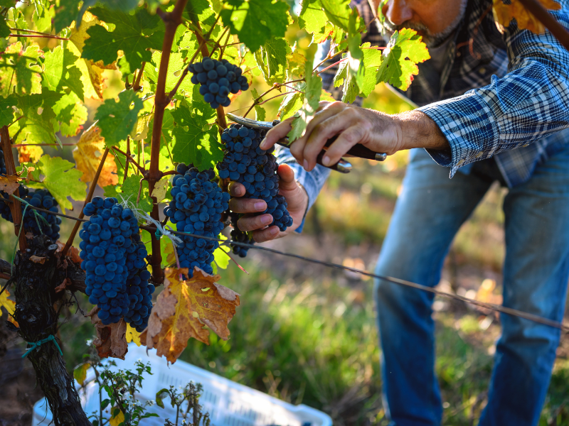 Langage-vigneron